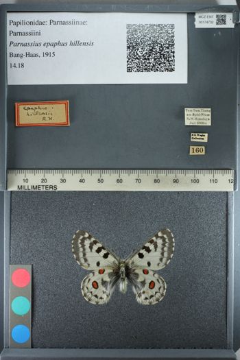 Media type: image;   Entomology 174732